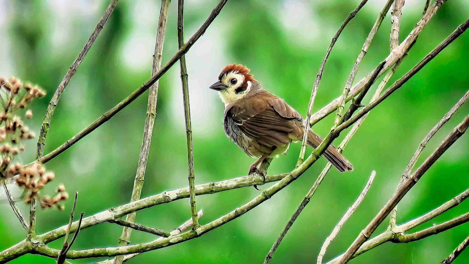 White faced ground sparrow, foto por Alexander Alvarado