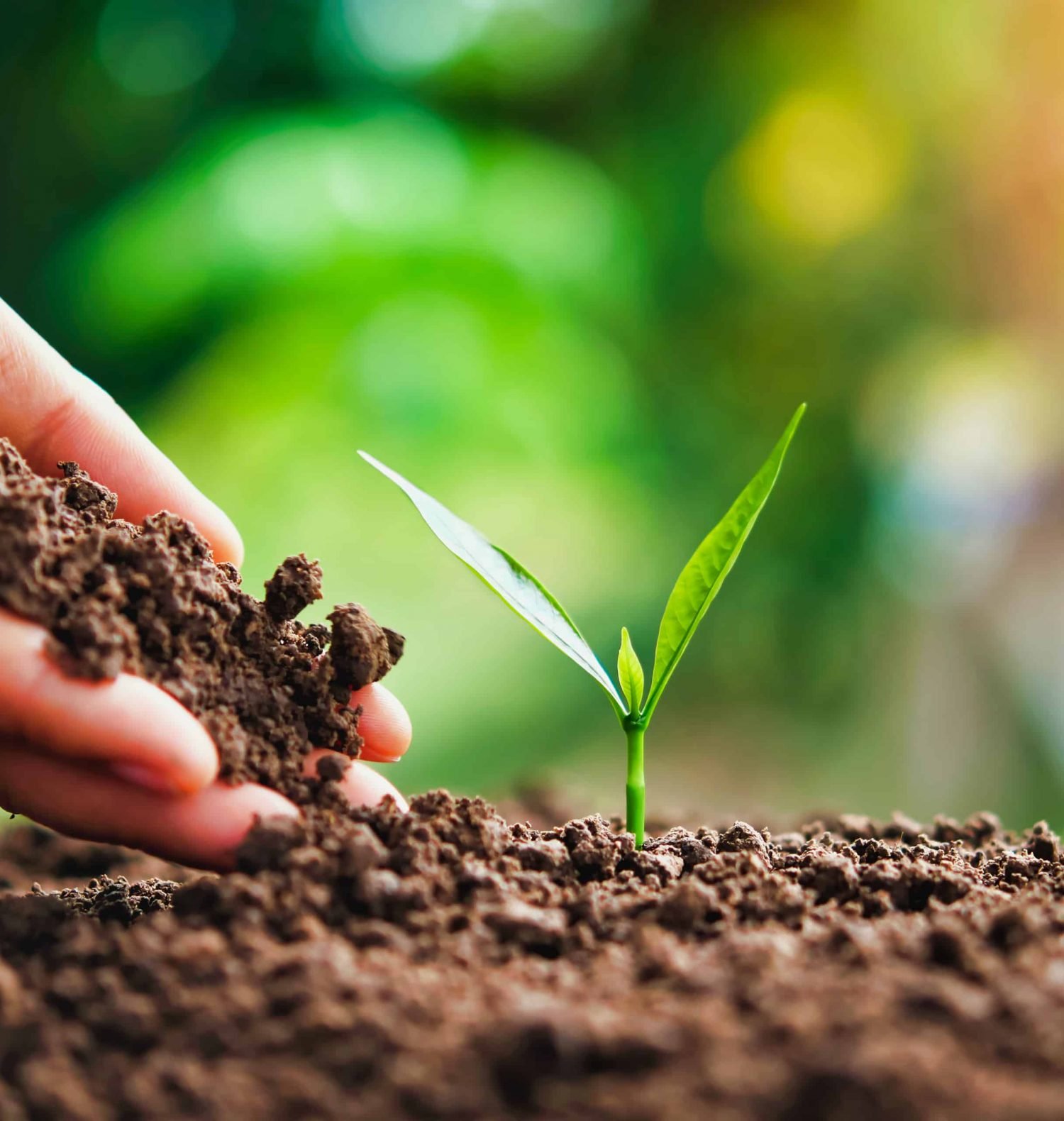 Plantando árboles